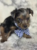 Male # 1, a male Yorkshire Terrier for sale in Rialto, CA – 10 of 10