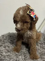 Female Goldendoodle , a female Goldendoodle for sale in Rialto, CA – 8 of 8