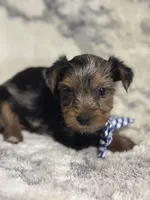 Male # 1, a male Yorkshire Terrier for sale in Rialto, CA – 2 of 10