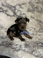Male # 1, a male Yorkshire Terrier for sale in Rialto, CA – 4 of 10