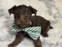 Male #2, a male Yorkshire Terrier for sale in Rialto, CA – 6 of 10