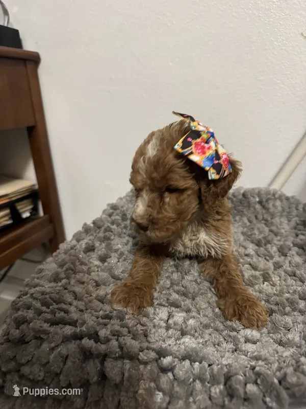 Female Goldendoodle  – Goldendoodle puppy for sale in Rialto, CA