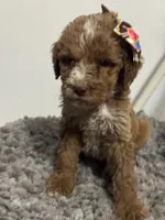 Female Goldendoodle , a female Goldendoodle for sale in Rialto, CA – 5 of 8