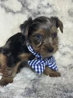 Male # 1, a male Yorkshire Terrier for sale in Rialto, CA – 8 of 10