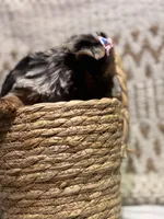 processed/88c60a4d-7790-4b0f-9b13-79957bda7304/listing/ad4263fc-9357-4056-8c0d-c9300a147f22/20f702e5-a16f-4e21-8200-2670f6cd8f2d