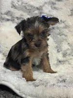 Female #1, a female Yorkshire Terrier for sale in Rialto, CA – 7 of 9