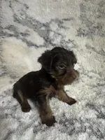 Male #2, a male Yorkshire Terrier for sale in Rialto, CA – 10 of 10