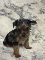 Female #1, a female Yorkshire Terrier for sale in Rialto, CA – 6 of 9
