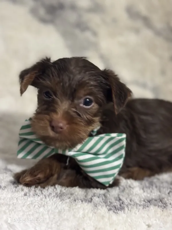 Male #2 – Yorkshire Terrier puppy for sale in Rialto, CA