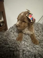 Female Goldendoodle , a female Goldendoodle for sale in Rialto, CA – 2 of 8
