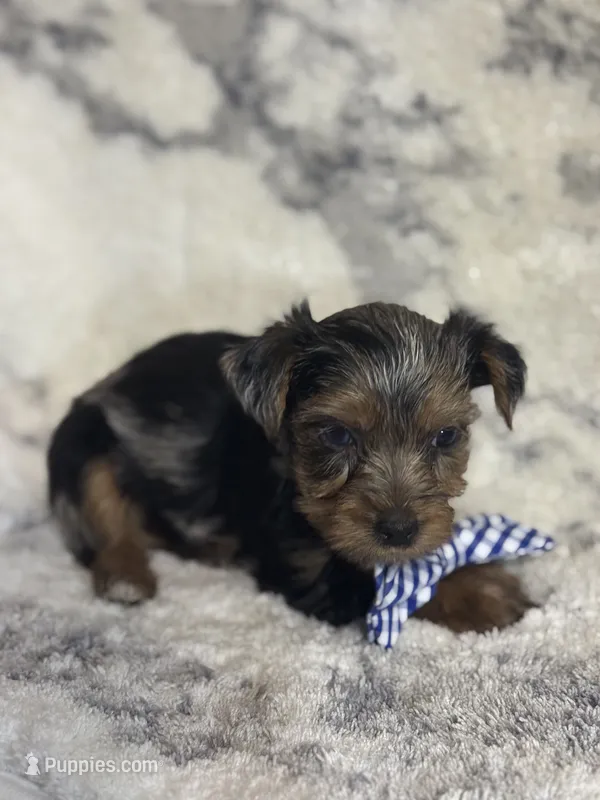 Male # 1 – Yorkshire Terrier puppy for sale in Rialto, CA