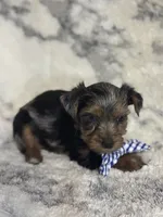 Male # 1, a male Yorkshire Terrier for sale in Rialto, CA – 1 of 10