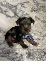 Male # 1, a male Yorkshire Terrier for sale in Rialto, CA – 3 of 10