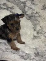 Female #1, a female Yorkshire Terrier for sale in Rialto, CA – 8 of 9