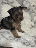 Female #1, a female Yorkshire Terrier for sale in Rialto, CA – 5 of 9