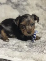 Male # 1, a male Yorkshire Terrier for sale in Rialto, CA – 9 of 10