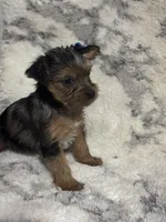 Female #1, a female Yorkshire Terrier for sale in Rialto, CA – 9 of 9