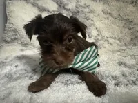 Male #2, a male Yorkshire Terrier for sale in Rialto, CA – 7 of 10