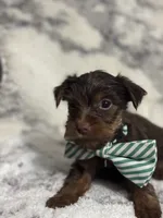 Male #2, a male Yorkshire Terrier for sale in Rialto, CA – 2 of 10