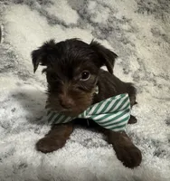 Male #2, a male Yorkshire Terrier for sale in Rialto, CA – 3 of 10