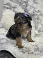 Female #1, a female Yorkshire Terrier for sale in Rialto, CA – 2 of 9