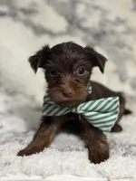 Male #2, a male Yorkshire Terrier for sale in Rialto, CA – 4 of 10