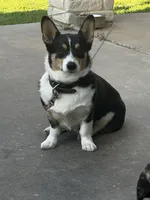 Maverick, a male Pembroke Welsh Corgi for sale in Godley, TX – 5 of 7