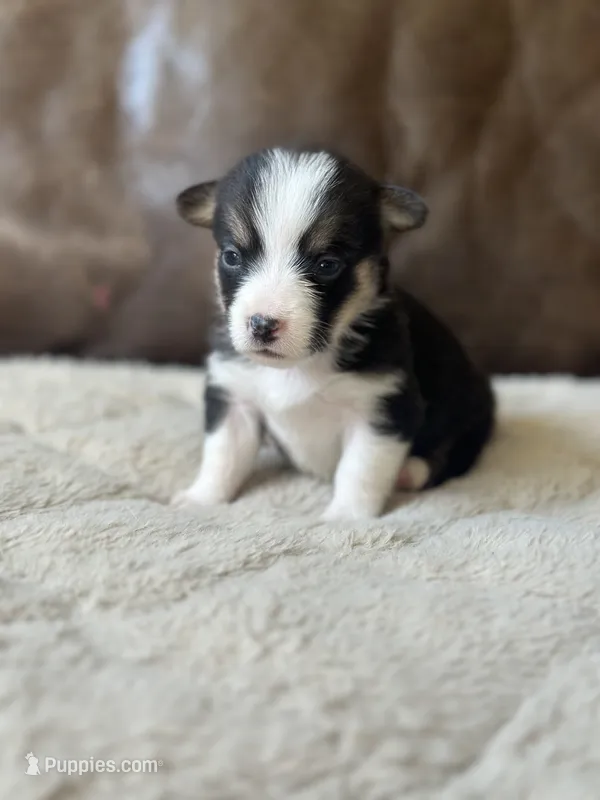 Maverick – Pembroke Welsh Corgi puppy for sale in Godley, TX