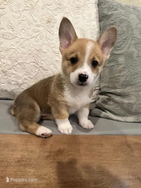 Oliver – Pembroke Welsh Corgi puppy for sale in Godley, TX