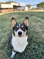Onyx, a male Pembroke Welsh Corgi for sale in Godley, TX – 7 of 8
