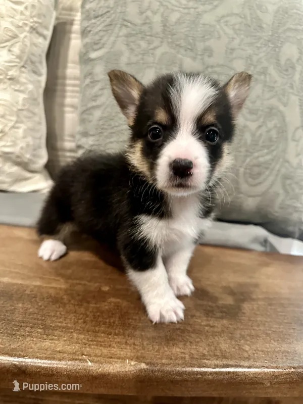 Maverick – Pembroke Welsh Corgi puppy for sale in Godley, TX