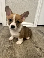 Sadie, a female Pembroke Welsh Corgi for sale in Godley, TX – 2 of 6