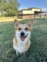Onyx, a male Pembroke Welsh Corgi for sale in Godley, TX – 5 of 8