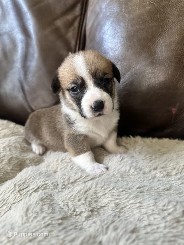 Hazel – Pembroke Welsh Corgi puppy for sale in Godley, TX