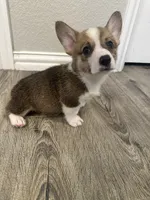 Jax, a male Pembroke Welsh Corgi for sale in Godley, TX – 2 of 6