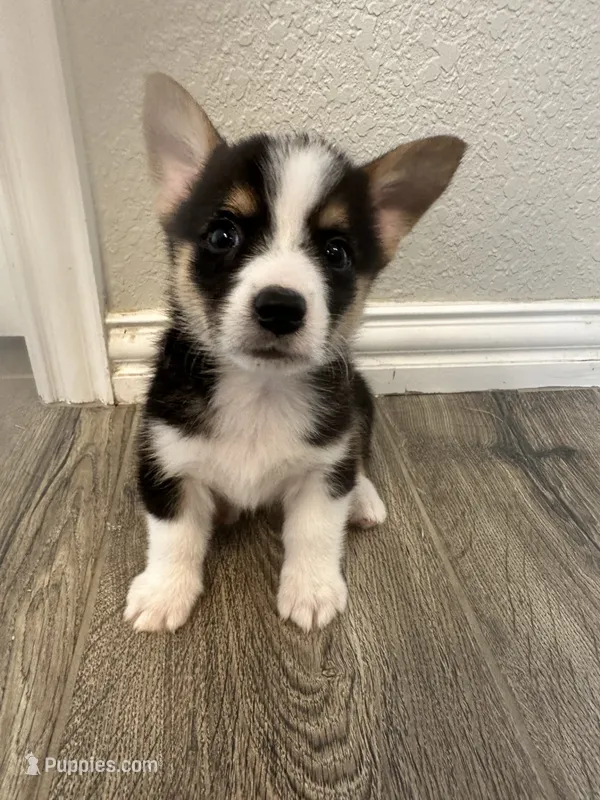 Maverick – Pembroke Welsh Corgi puppy for sale in Godley, TX