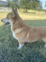 Onyx, a male Pembroke Welsh Corgi for sale in Godley, TX – 6 of 8