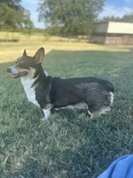 Onyx, a male Pembroke Welsh Corgi for sale in Godley, TX – 8 of 8