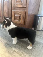 Onyx, a male Pembroke Welsh Corgi for sale in Godley, TX – 2 of 8