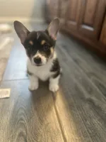 Onyx, a male Pembroke Welsh Corgi for sale in Godley, TX – 3 of 8