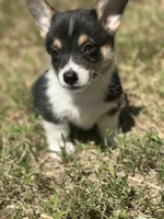 Onyx, a male Pembroke Welsh Corgi for sale in Godley, TX – 4 of 8