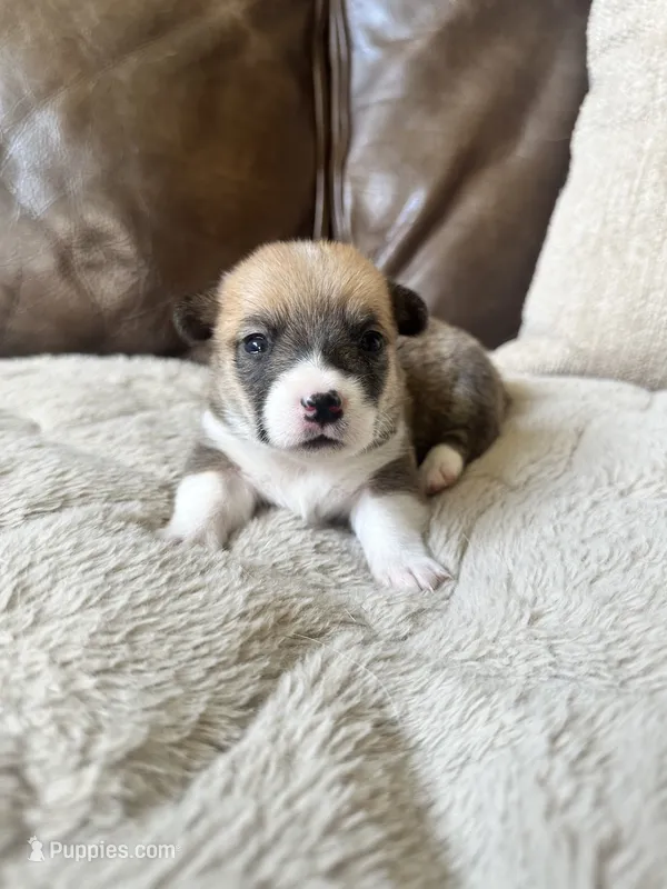 Ruby – Pembroke Welsh Corgi puppy for sale in Godley, TX