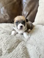 Ruby, a female Pembroke Welsh Corgi for sale in Godley, TX – 1 of 7