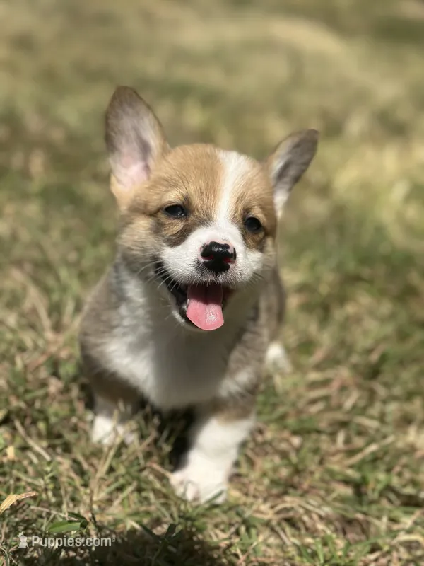 Oliver – Pembroke Welsh Corgi puppy for sale in Godley, TX