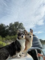 Oliver, a male Pembroke Welsh Corgi for sale in Godley, TX – 4 of 7