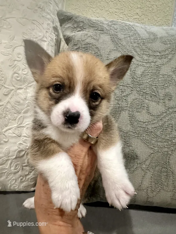 Hazel – Pembroke Welsh Corgi puppy for sale in Godley, TX