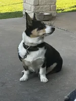 Ruby, a female Pembroke Welsh Corgi for sale in Godley, TX – 4 of 7