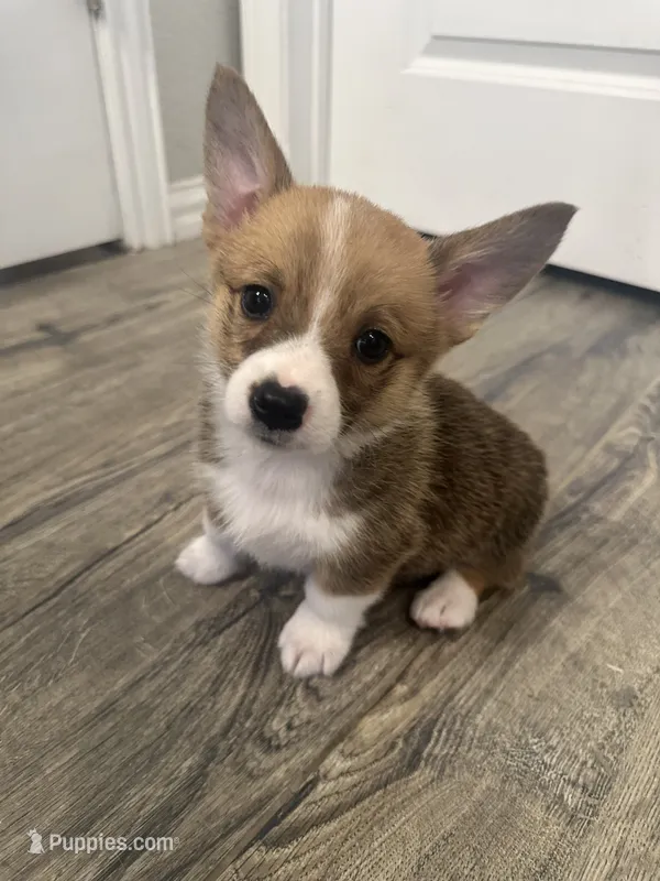 Hazel – Pembroke Welsh Corgi puppy for sale in Godley, TX