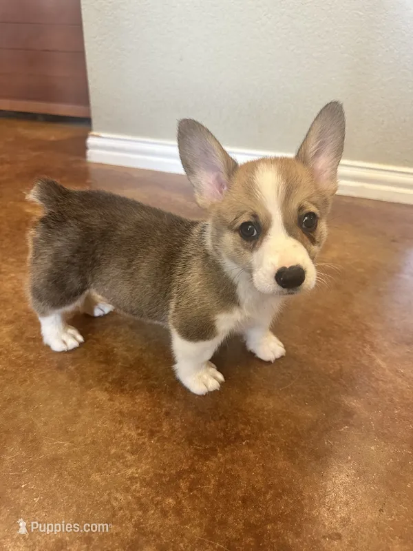Jax – Pembroke Welsh Corgi puppy for sale in Godley, TX