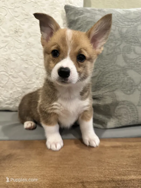 Hazel – Pembroke Welsh Corgi puppy for sale in Godley, TX